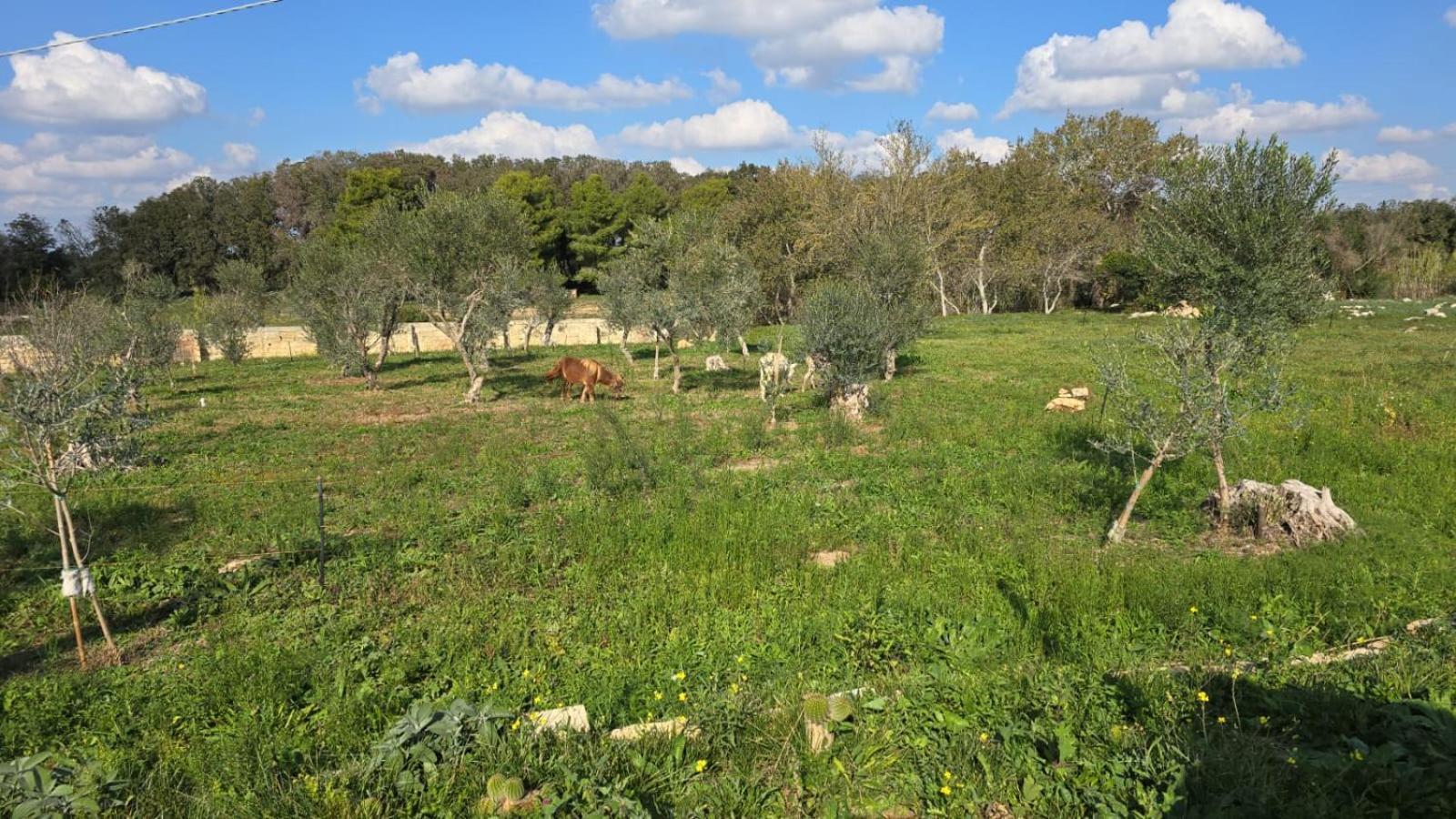 Agricampeggio Tenuta Ferrario Gallipoli
