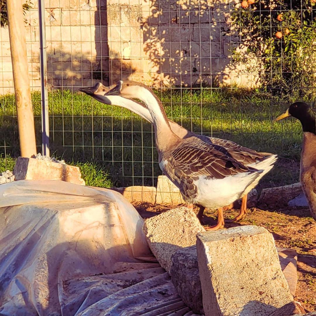 Camping Agricampeggio Tenuta Ferrario *